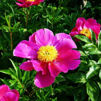 Пион Adrienne (Андриен)