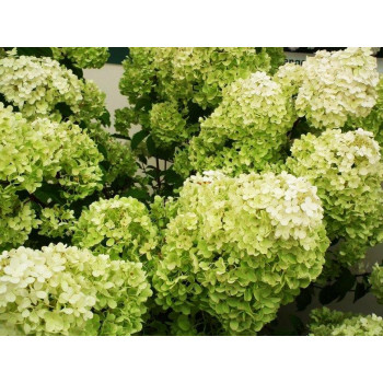 Гортензия метельчатая Diamantino (Диамантино)