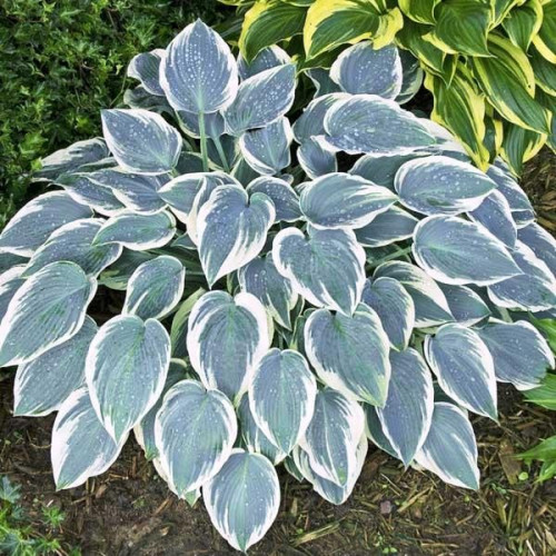 Саженцы Хоста гибридная El Nino (Эль Нино) М