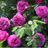 Роза флорибунда Хайди Клум (Heidi Klum)