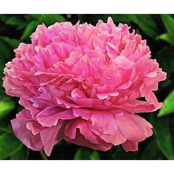 Пион Варенька